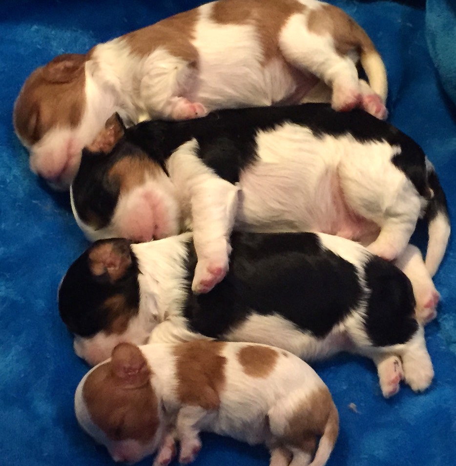 A stack of puppies