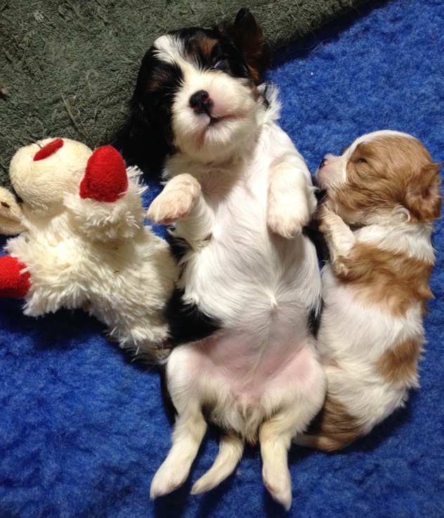 Carly and Tiny and Lambchop
