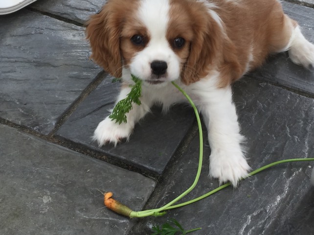 King charles spaniel clearance food