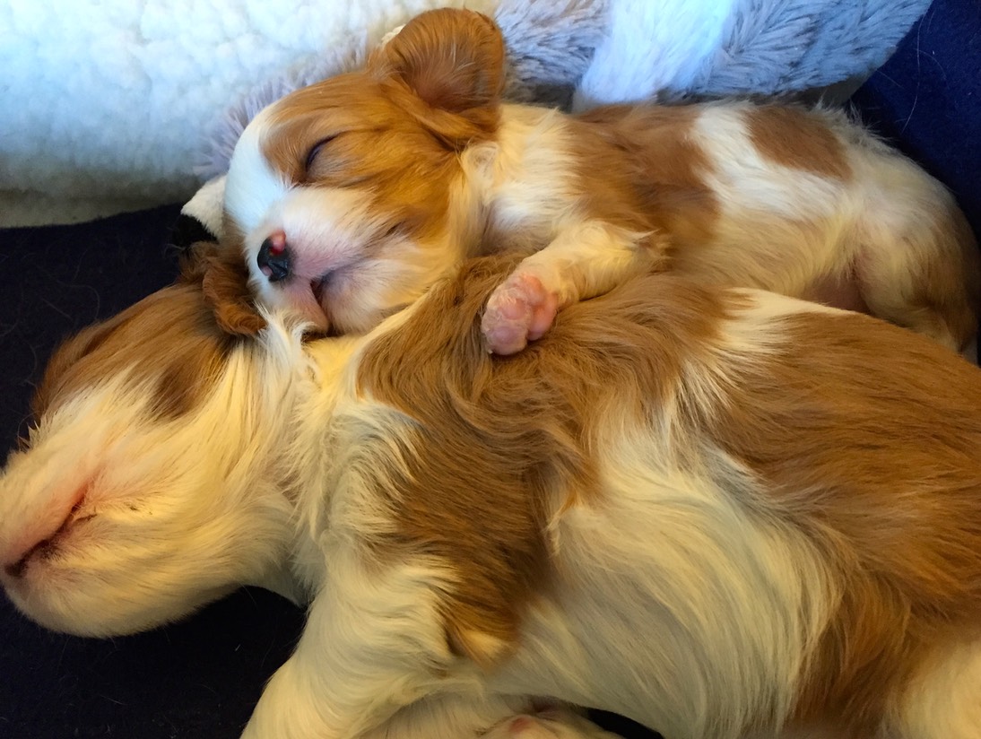 Norma Jean and Tiny sleeping