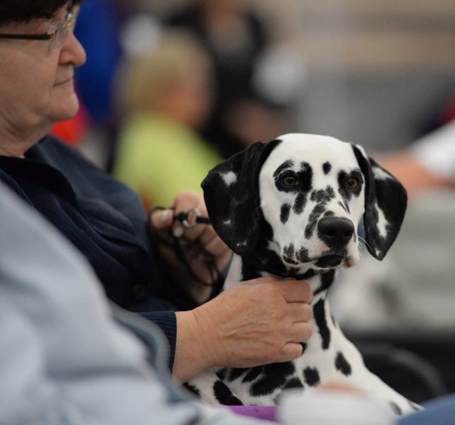 At this Westminster, King Charles is the spaniel sort