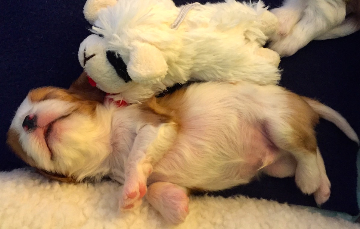 Tiny and Lambchop