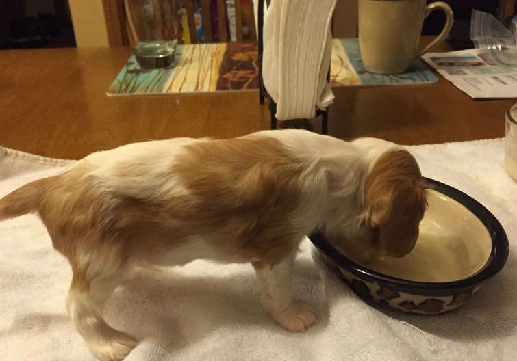 Tiny eating out of bowl for first time