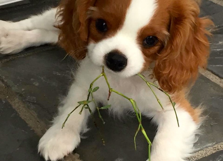 Tiny with plant in his mouth