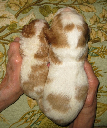 Cavalier king charles 2025 spaniel curly coat