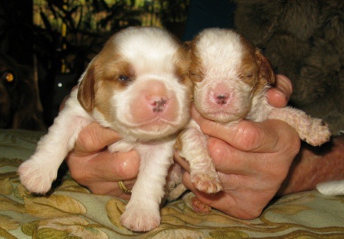 NO Cavalier should ever be born with Dry Eye Curly Coat or