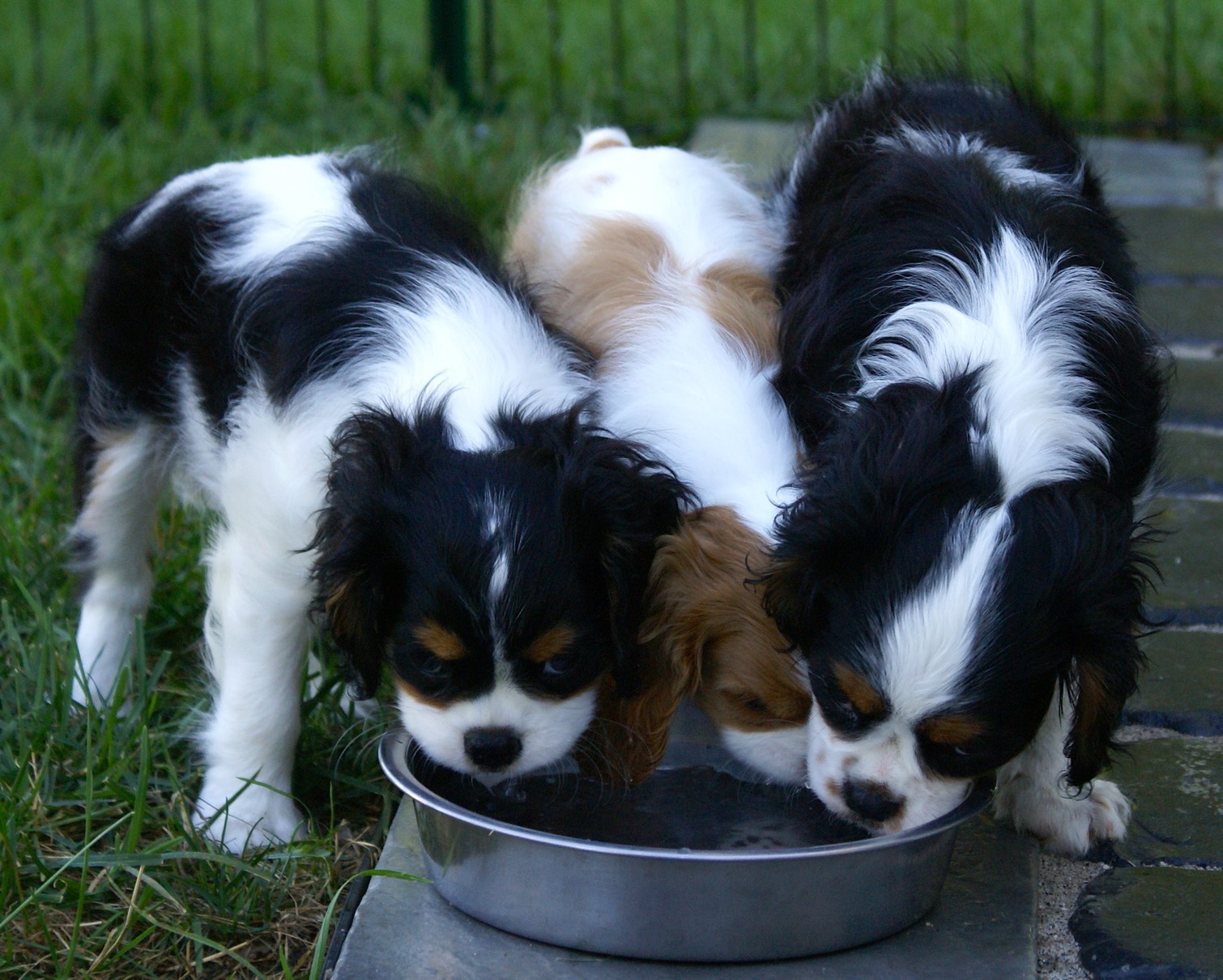 Learning to share the water bowl LynWood Cavalier King Charles Spaniels Linda Baird