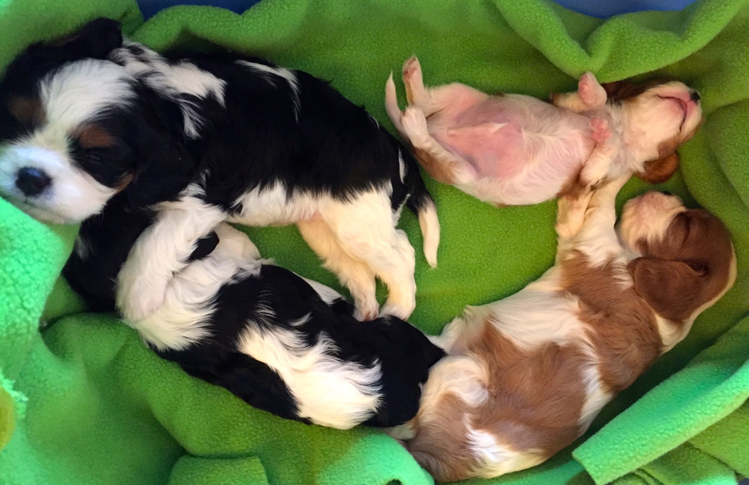 2 week old cavalier king charles shops spaniel